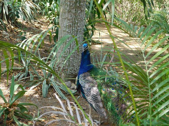 Aviario Nacional de Colombia