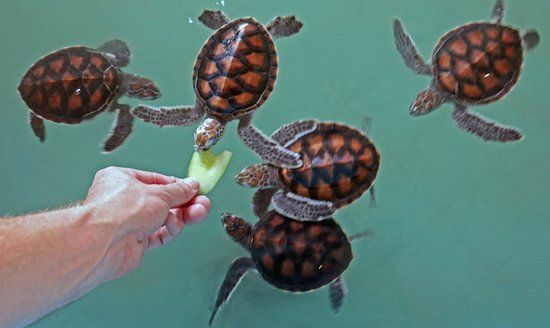 Royal Thai Navy Third Fleet Turtle Nursery