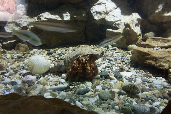 Kini Aquarium