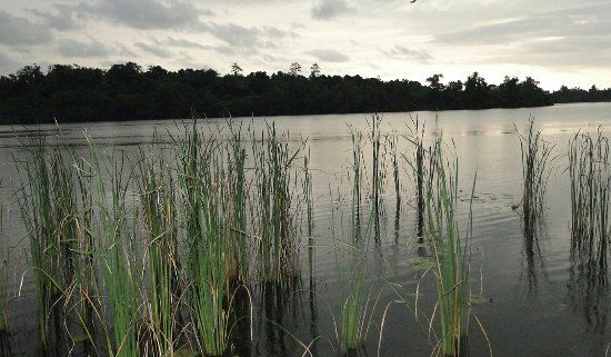 Bentota River