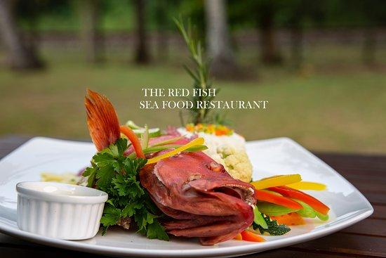 The Red Fish