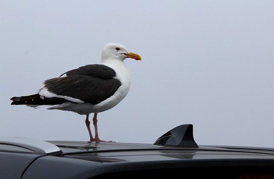 Point Joe