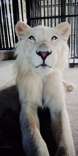 Hua Hin Zoo