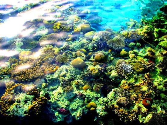 Coral Beach Nature Reserve