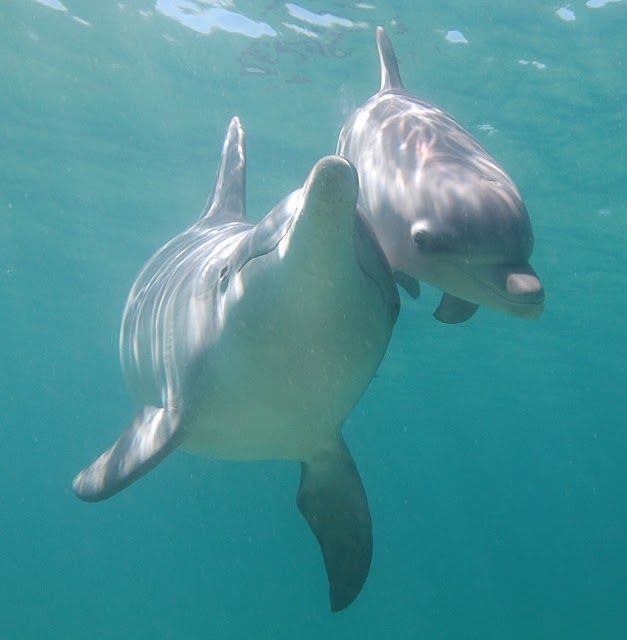 Dolphin Discovery Centre
