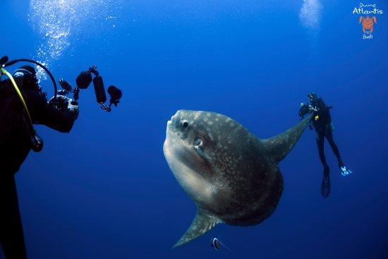 Atlantis Bali Diving
