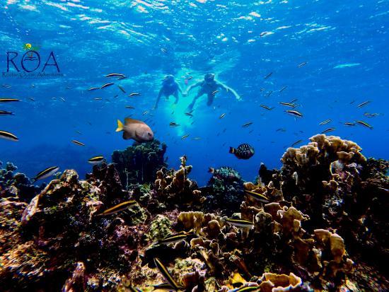 Roatan Ocean Adventures
