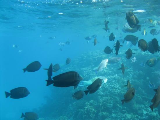 Amazing Sharm Adventures - Day Trip