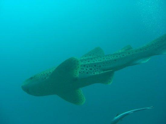 Phuket Mermaid Dive