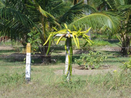 Coconut Cultural Park