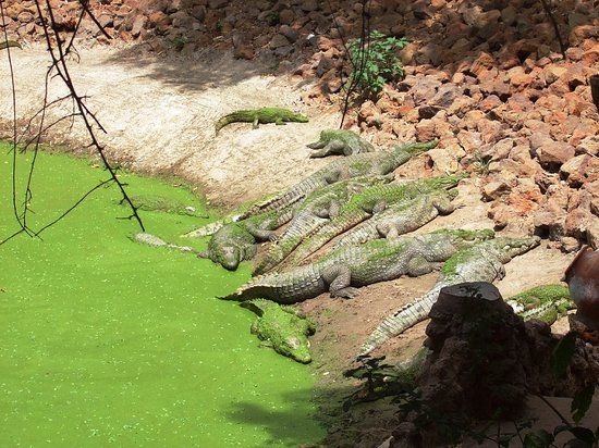Heilige Krokodilbecken von Kachikally