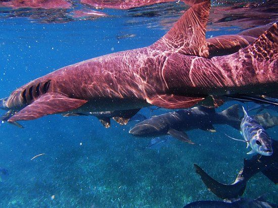 Shark Ray Alley