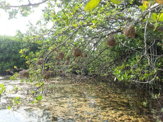 Bavaro-lagune