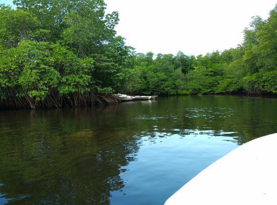 Mangrove Forest Nusa Lembongan