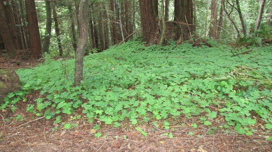 Forest of Nisene Marks State Park