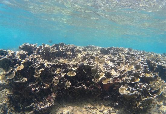 Coral Sanctuary