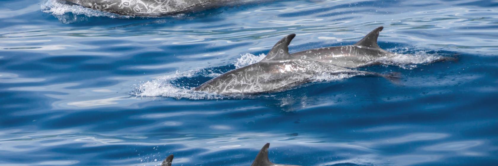 Dolphin Explorer