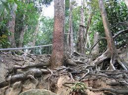 Bukit Ungku Busu