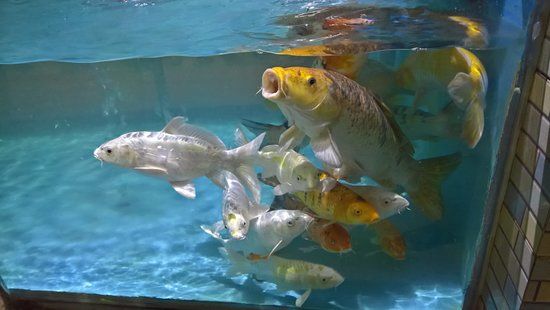 Radiant Fish World