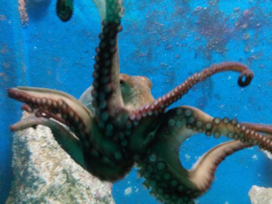 Aquarium de Corfou