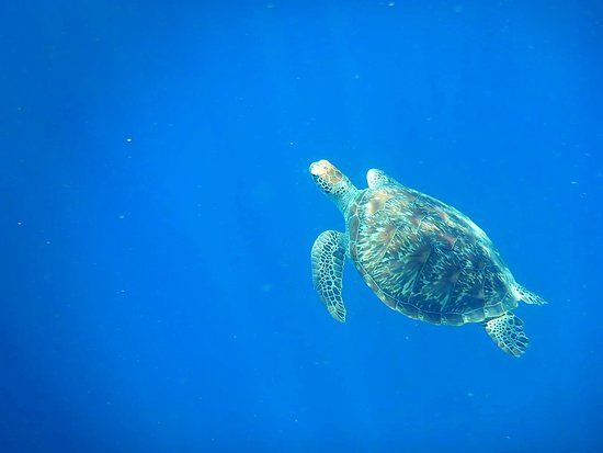 Sanctuaire des tortues de Gili