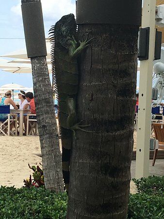 Tortuga Beach Grill & Bar
